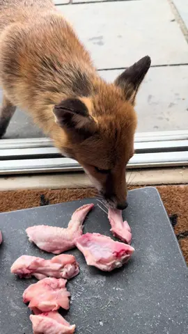 Mum too impatient to wait and a lucky find for a cub #fox #foxes #foxesoftiktok #cuteanimal #renard #renards #狐狸 #foxkits #foxcubs #urbanfox #foxinmygarden #redfox #vulpesvulpes #fäks #zorro #urbanfoxes #foxlover #foxlovers #cuteanimalsoftiktok #60smusic #thebeachboys #brianwilson 