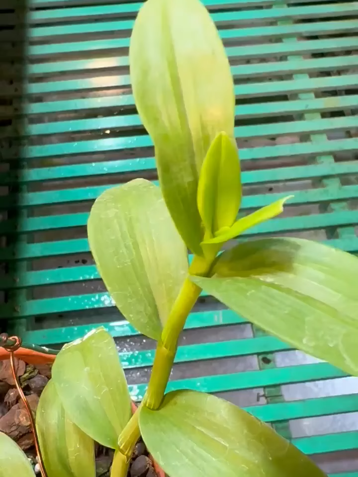 Lan #xuhuong #tiktok #landep