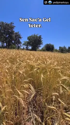 Sen Saca gel yeter. 🌾 #keşfet #şebinkarahisar #tiktok #sırrısüreyyaönder 
