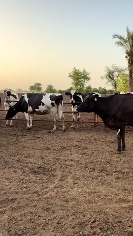Dairy Farming #cow #dairy #farm #milk #bull #unfreezemyaccount #punjab #foryoupage #viralvideo #punjabi #foru #viral #desi #hardwork #mehnt 