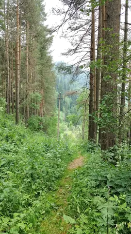 🇰🇿 Қарағайлы орман, Бутаковка шатқалы, Алматы қаласы. Салқын, әдемі әрі тыныш жер. 🇷🇺 Сосновый бор, ущелье Бутаковка, город Алматы. Прохладное, красивое и тихое место. 🇺🇸 Pine forest, Butakovka Gorge, Almaty city. A cool, beautiful, and quiet place. #табиғат #природа #nature #тау #горы #mountains #казахстан #алматы #almaty #сосновыйбор #сосны #қарағай #орман #pine #жер #рекомендации #рек