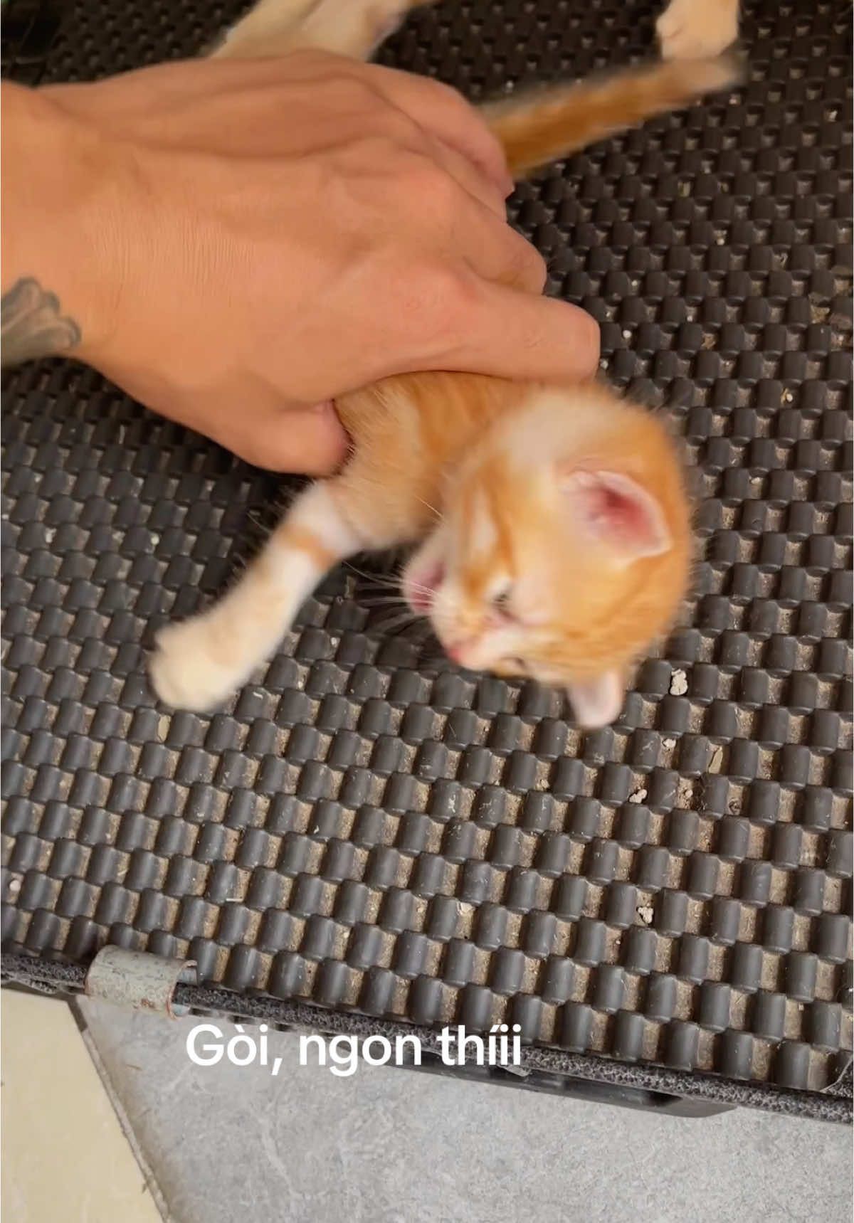 Mew ngon thíii #viral #mèo #pet 