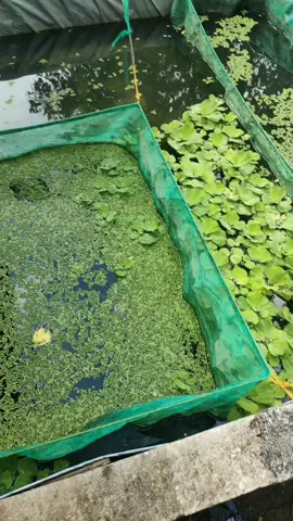 PROMO KERAMBA IKAN BAHAN KASA HAPA HIJAU SANGAT REKOMENDED UNTUK MENSORTIR IKAN, MENYEKAT KOLAM/MEMBAGI KOLAM, WADAH ΑΝΑΚΑΝ IKAN DAN MENGHEMAT LAHAN BURUAN DI GERCEPIN MUMPUNG HARGA PROMO #kasa  #kasahijau  #promo55  #kerambaikan  #jaringkeramba  #hapahijau  #budidavaikan  #budidayaikannila  #paydaysale  #wibgajian 