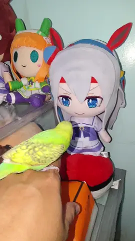 Anji meets Uma Musume plushies  #parrot #birdsoftiktok #birds #parakeets #fyp #uma #umamusumeprettyderby #plushies #ウマ娘  #アニメウマ娘