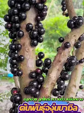 ลูกใหญ่ หวานฉ่า เปลือกบาง ไม่มีกลิ่นเหม็นเขียว ปลูกง่าย โตไว ติดผลเร็ว #ต้นพันธุ์องุ่นบราซิล 