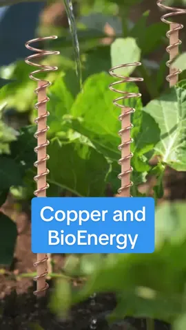 In the Bible, Moses holds up a snake made of copper and uses it for healing. Copper is found naturally in earth and from a very early age when humans learned how to extract this highly conductive material from the Earth, they realized it has special abilities. Today using copper and it's conductive abilities has become well known. People have been wearing copper bracelets on their arms and legs for thousands of years. Copper is used in orgonites and more and more in agriculture. You can do an experiment where you take two plants and as they grow, put a copper wire into one of them and see the difference.  #bioenergy #healing #therapy #bioenergytherapy #bioenergycleaning #meditation #spiritual #spirituality #Love #meditation #peace #life #yoga #god #wisdom #energy #soul #selflove #faith #mindfulness #inspiration #consciousness #tarot #believe #crystals #quotes #art #happiness #bioenergyhealing