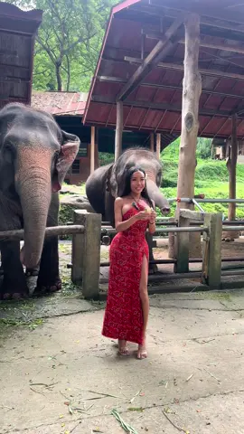 ช้าง#mosandfamily 🐘 ชอบกิน กล้วย แต่พี่ชอบกินอะรัย ? 