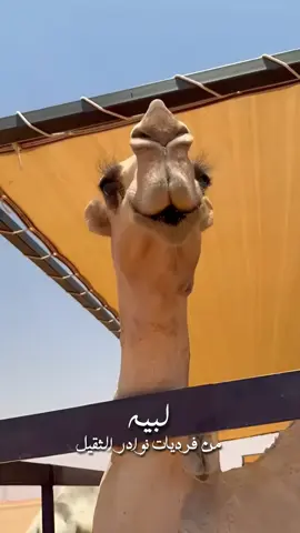 حصري معشوقة الجماهير🤩👏🏼🔥  #فهد_الثقيل #الحبردي #عتيبه #اكسبلور #ترند #البل #الصياهد #المزاين #fyp #سمارات #مهيوبات #الشقح #غازي_الذيابي #الثقيل #لطامات #العتيبي 