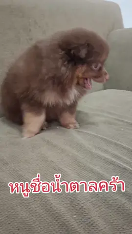 #ต้อนรับสมาชิกใหม่ #น้องน้ำตาล