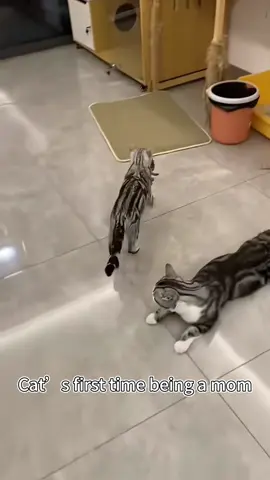Cat’s first time being a mom.🐈🐈#cat #tiktok #usa🇺🇸 #fyp #catsoftiktok #funny 