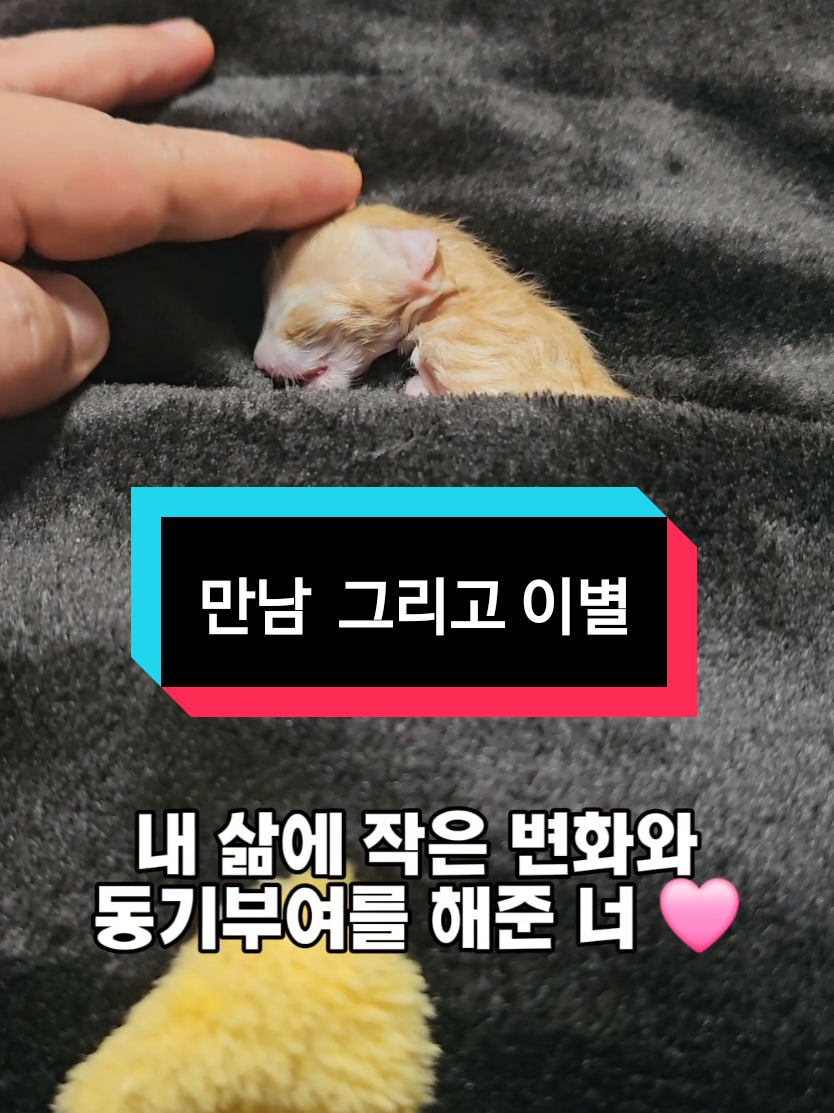 미친듯이 ! 꼭 ! 살리고 싶었는데 .. #아기 #고양이 #고마워 #미안해 #사랑해 