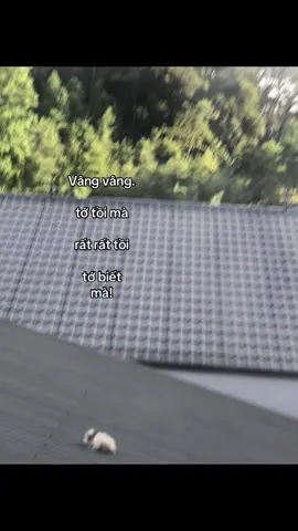 tớ biết mà. #hybtvcxh 