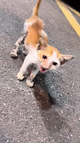 #cat #catsoftiktok #poorcat 