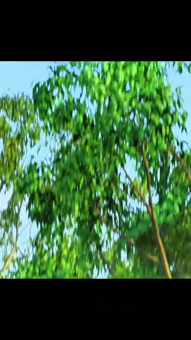 Back To The Outback - Bahasa Indonesia  rumah para hewan #movieclip #moviescene #trending #foryoupage #backtotheoutback #beranda #movies #cartoon 