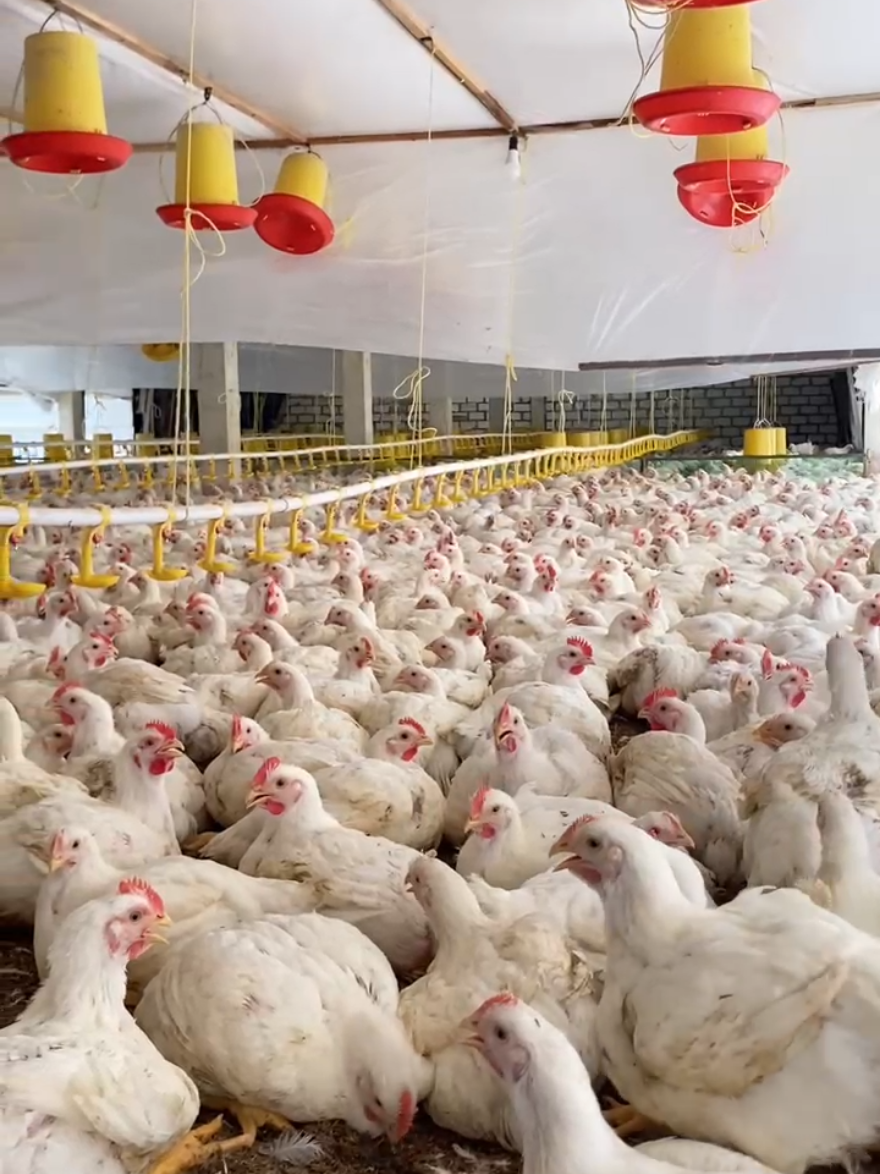 Ayam broiler join trend🤩 #peternak #peternakan #peternakayam 