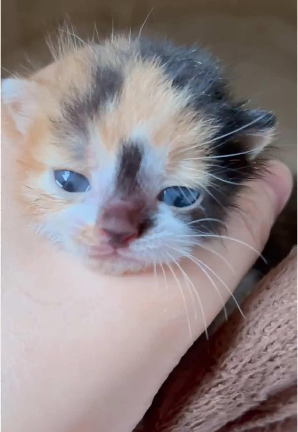 Cute baby #catlover #catsoftiktok #kitten #babycat #fyp #PetsOfTikTok 