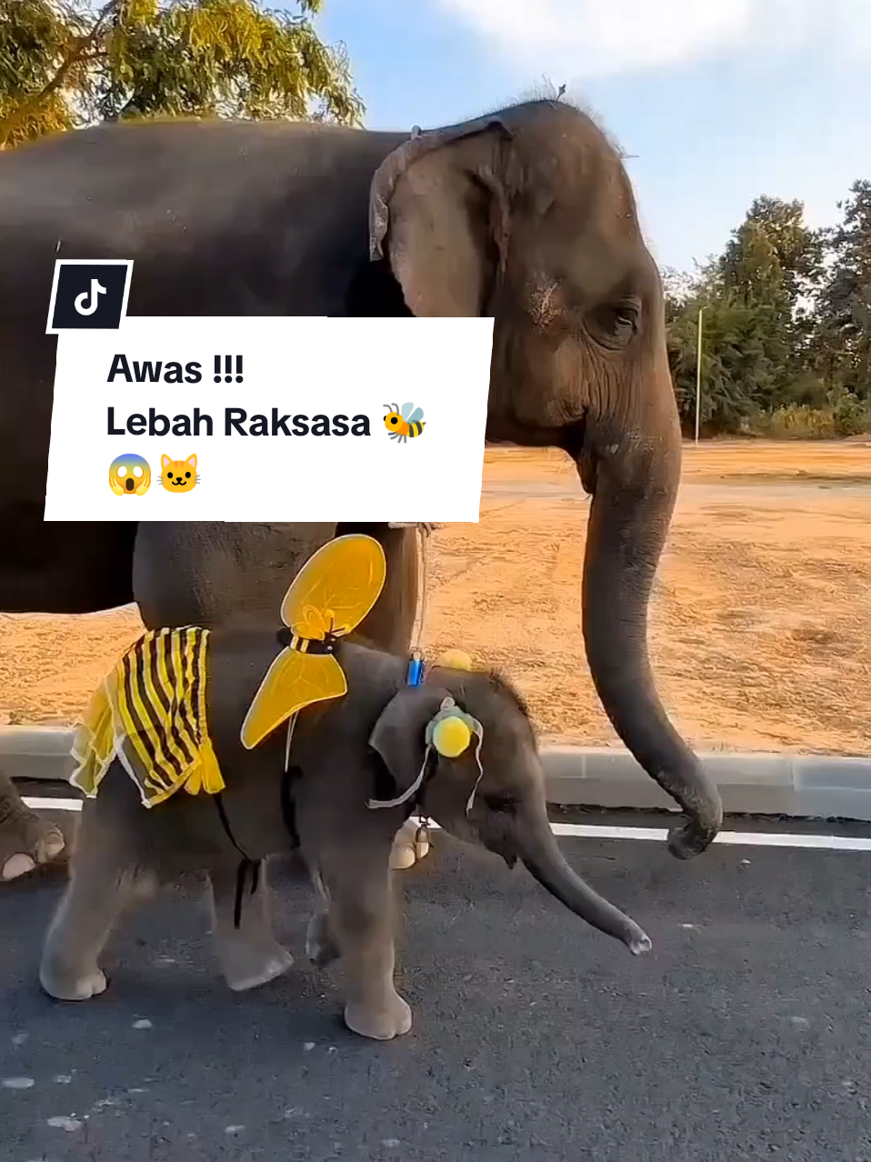 Ketika anak gajah bercita-cita jadi lebah...