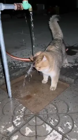mpus lagi patah hati😢 #kucing #kucingtiktok #kucinglucu #fyp 