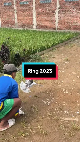 #fyp #ppmbsiindonesia #merpatisprint #cklteam09bdg #merpatilovers #merpatibalapindonesia 