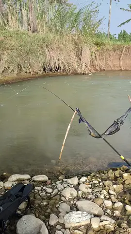 ikan sedang syulit#storymancing 