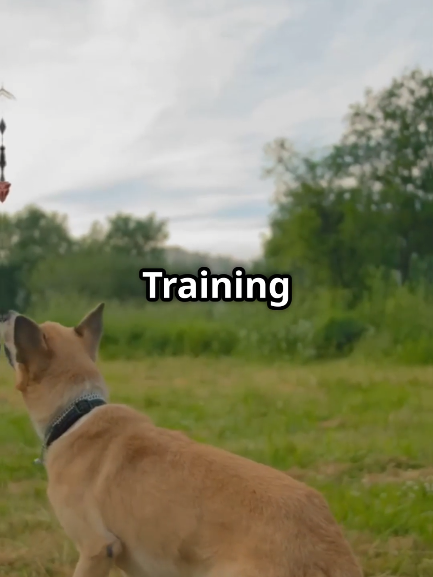 Is your furry friend running the show? 🐶😂 It's time to teach them some manners! Training isn't just about tricks, it's about a happy, well-behaved dog and a stress-free you! Ready to turn chaos into calm?  Check out our amazing dog training programs at Wags & Whiskers! We've got something for every paw-sonality. 😉 Link in bio! #DogTrainingKenya #WagsAndWhiskers #HappyDogHappyLife #KenyaPets #DogGoals #NairobiDogs