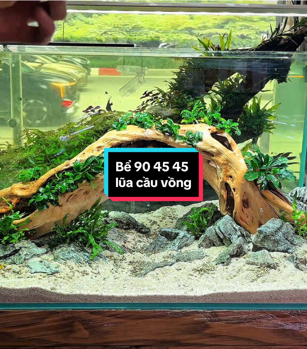 Setup lũa cầu vồng thoáng dễ chơi cho anh em #setup #fishtank #setupbeca #becathuysinh #becadeban #aqualinhđàm #layoutnature #thuysinh #aquarium #nature #layoutfishtank #luacauvong #viral #xuhuongtiktok 