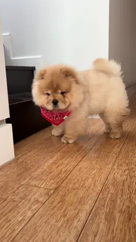 My bandanna girl 🤠🧸 #chowchow #puppylife #puppy #dogmom #petvideos #petvideo #pets #dog #chowchowdog #fypシ #fyp #foryoupage #puppytiktok #chow #dogsoftiktok #cutedogvideos #cutepuppy #puppydog  