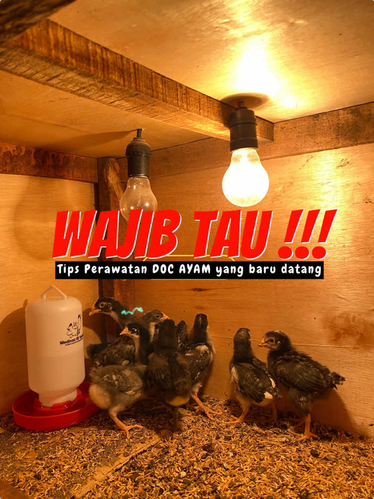 simak Sampai Tutas 😊 Tips Memulai Perawatan Ayam DOC yang baru datang supaya sehat 🥰 #ayamdoc #anakayam #ternakayam #selaras #ayamsehat #ayampetelur 