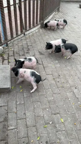 Mày dám dành tiiiii mẹ trước tao???😏#petcute #dethuong #khoanhkhacdangyeu #heo 