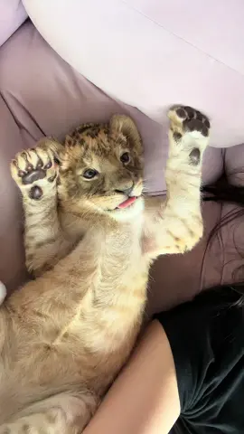 Lover♥️🫶 #theglasshouselioncafe #lion #phuket #cute #lionbaby #lioncafe #pet #voyage #taylorswift 