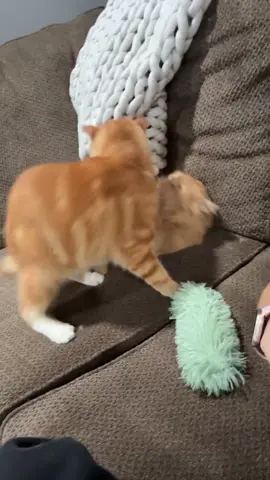 It’s my fault for having two oranges I know #orangetabby #cutecatvideos #funnycatvideos 