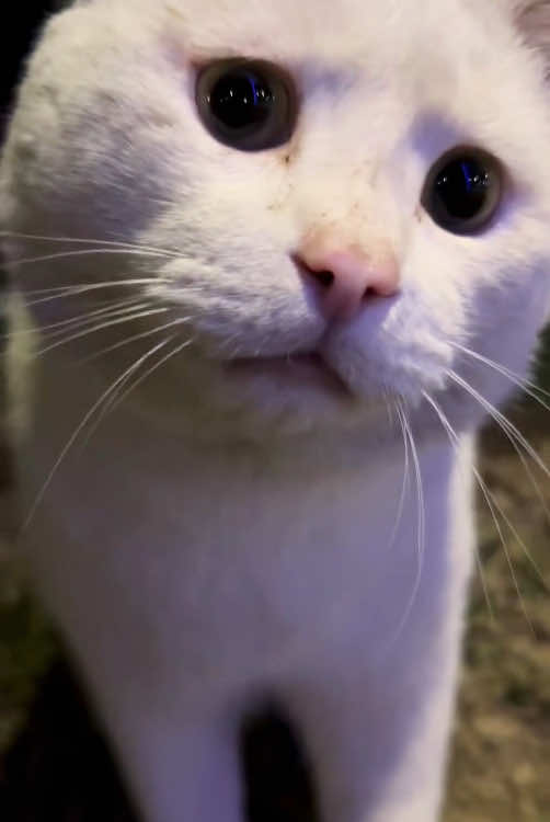 The funny expression of the cat#fyp #funny #funnyvideo #cat #funnycat #catsoftiktok 
