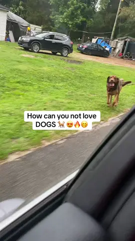 This was so cute 🥰  #fyp #foryou #foryoupage #relatable #trending  #wlw #viral #mzprettydope #dogsoftiktok 