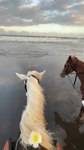 أشهر فعاليات بالي 🌊 #بالي #اندونيسيا #fyp 