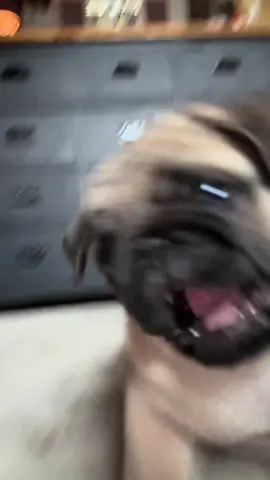 Bucky is always trying to fight bro #pug #pugsoftiktok #puglife #puppy #baby #funny #dog 