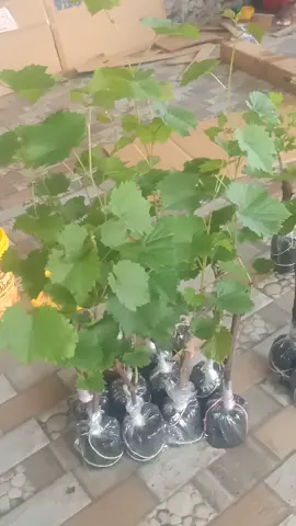 bibit anggur super genjah cepat berbuah bisa berbuah di pot #bibitmurah #bibitanggur #bibitmurahberkualitas #firaltiktok🔥🔥🔥✌️ #bibitunggul 