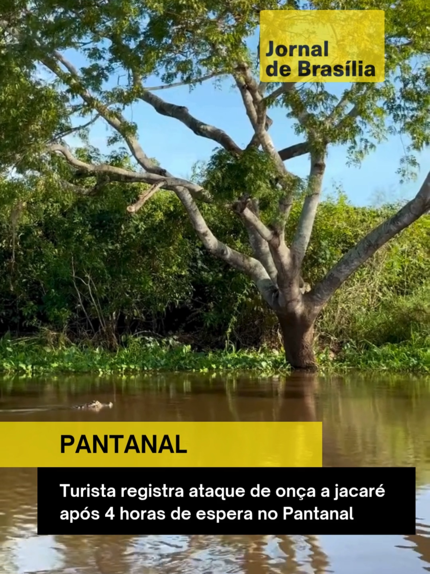 🐆 Depois de 4 horas e 11 minutos de observação, um momento impressionante: a onça surgiu e atacou um jacaré no Pantanal do Mato Grosso. A cena selvagem emocionou todos que estavam no local. 🎥 @roceiroviajante #onça #jacaré #pantanal #natureza #vidareal