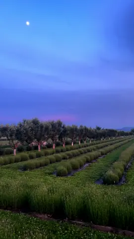 Not just a sunset. It’s the quiet, the stillness, the moment everything slows down.🌅 📍Uzon’s Lavender #uzonslavender #lavender #purple #flowers #nature #green #field 