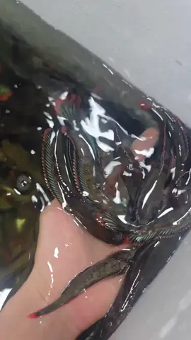 Cá Lóc Vây Xanh Việt Nam - Vài Chục Lúa 1 Bé #cá #thiênnhiên #calockieng #fishing 