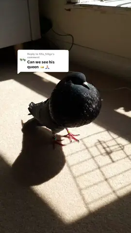 Replying to @fifis_fr0gs  For those that wanted a closer look, here is his wife, Ricky the Rainfrog. #foryoupage #viral #fyp #tiktok #pigeon 