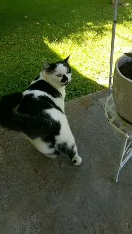 #onthisday #cats #catsoftiktok #beautifulcats #beautifulcatsoftiktok #catlover #tuxedocat #tuxedo #fypシ 