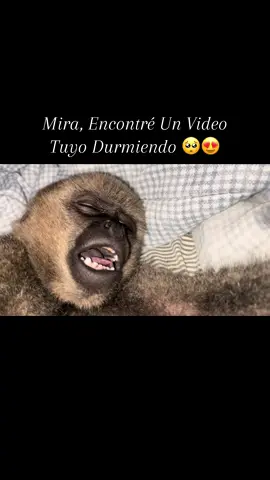 #paratiiiiiiiiiiiiiiiiiiiiiiiiiiiiiii #viralllllll #likee #monkey #fyp #durmiendo #seguidores #caqueta_colombia🇨🇴🇨🇴 