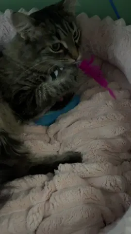 I have so much laundry to do omg