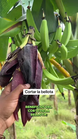 Beneficios de cortar la bellota a los plátanos #viralvideoシ 