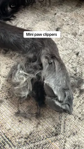 Clipping my dogs feet and taking care of his grooming at home has literally never been any easier than this. These little mini paw pad trimmers/clippers are the easiest things to use ever. They’re fully rechargeable and they come in a kit that has an extra blade, oil, brush, and like a protective sleeve carrying case that is super cute and easy to store away. I love them because they’re quiet and they don’t get hot, and honestly, they’re just like the easiest things to use ever, especially when you’re not a Groomer or you’re not super comfortable with clipping your dog’s feet. It’s so important to be trimming your dogs hair on their feet and on their paw pads because when they have longer hair, they can slip and fall a lot easier. When you keep it short, their pads can actually grip the ground and this is important especially for a senior pets or dogs that have long hair. The fact that these are cheaper than if I were to actually go to the Groomer and have this done by a Groomer is also a huge bonus. #dogs #DogFeet #DogPaws #longhaireddog #SeniorDogs #OldDogs #Paws #pawpads #Groomer #AtHomeGrooming #DogHair #PawPadClipper #DogFeetClipper #pawpadtrimmer #DogFeetTrimmer #AtHomeDogGrooming #PetGrooming #TikTokShop #Pets