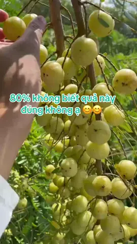 Me ngọt mác kham ghép Trung Quốc #caygiong #mengot #mackhamtrungquoc #máckhamgheptrungquoc #CayGiongTuanHien 