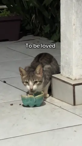 De gatinha da rua a parte da nossa família ❤️ #tobelovedistobechanged 