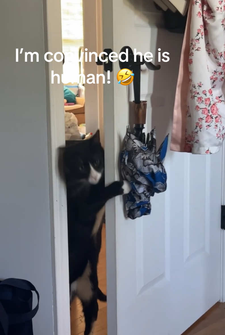 Yeah my cat use to open doors like he pay bills around this mf! 🤣 I miss him so much! 😫😭😞#fyp #catsoftiktok #explore #viral #catlover 