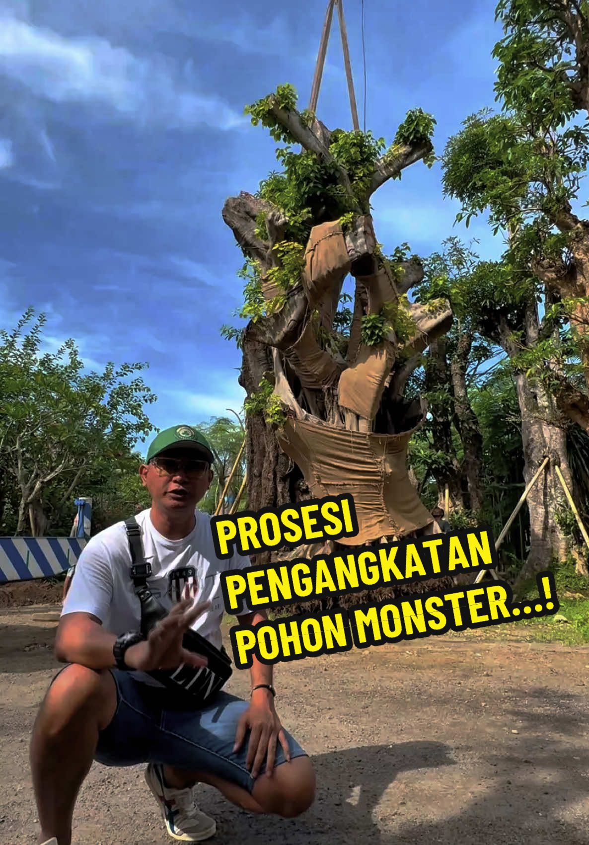 PROSESI PENGANGKATAN POHON MONSTER ANCAK KUDA PUTIH UNTUK DI KIRIM KE JAKARTA #ancakkudaputih #pohonbodhikudaputih #pohonraksasa #pohonviral#pohonhias #fyp #pohonbodhiraksasa 