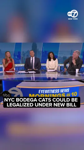 There's a new push to protect NYC’s beloved bodega cats — and to do it without compromising food safety rules.